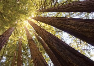 Redwood Trust calls for Bond Registry